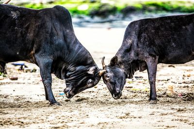 Close-up of cow on field