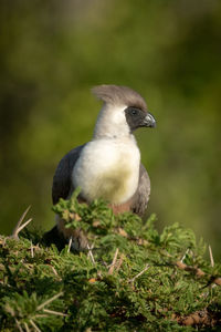 Close-up of bird perching on plant