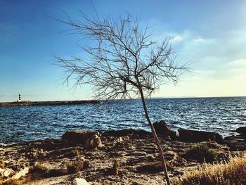 Bare tree by sea against sky