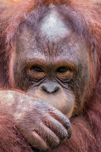 Close-up of a monkey