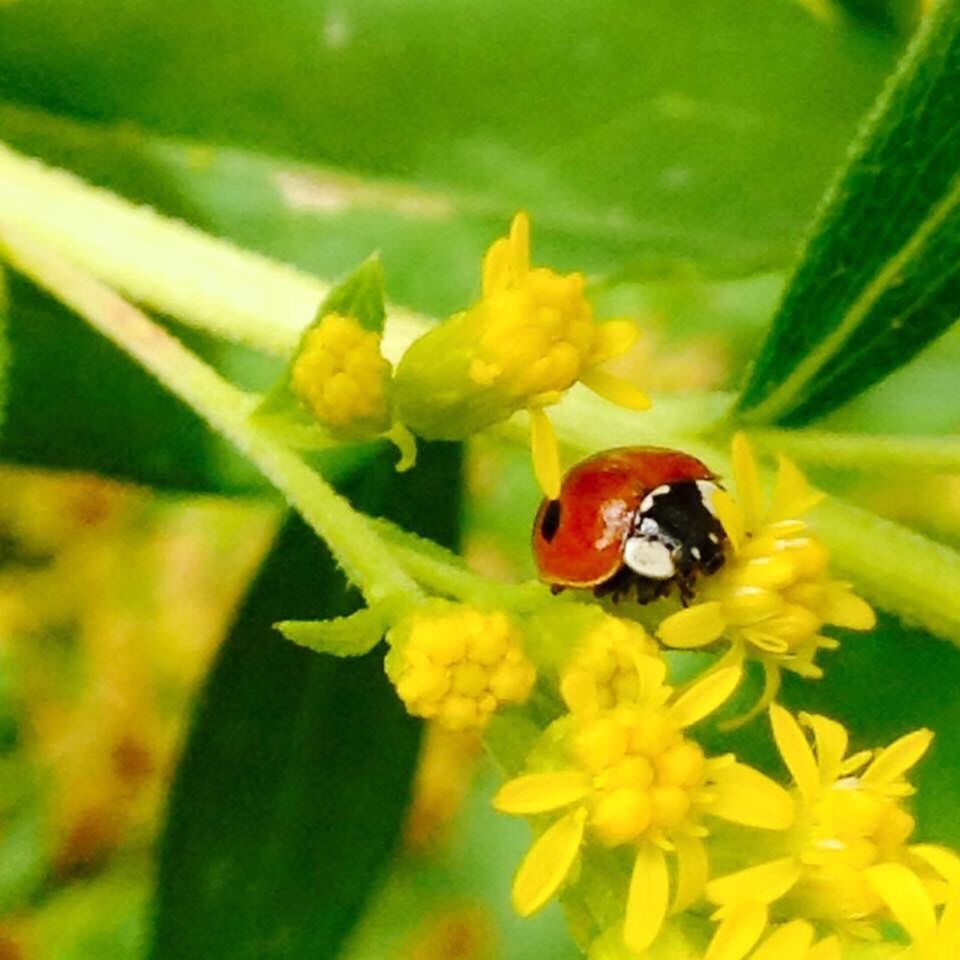 CLOSE-UP OF LADYBUG ON FLOWER