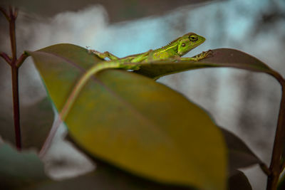 Close-up of lizard on leaf