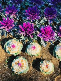 High angle view of flowering plants