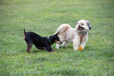 Dogs on grass