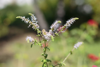 Group of actaea racemosa flowers white efflorescence.