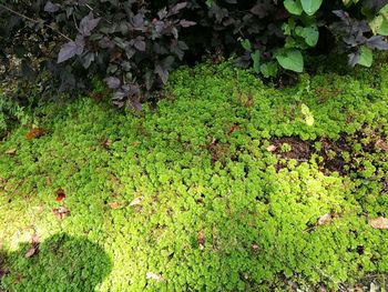 High angle view of plants growing on field