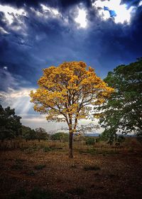 Trees on landscape against sky