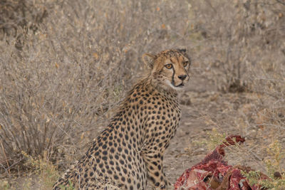 View of a cat sitting on land