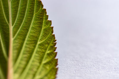 Close-up of plant leaves