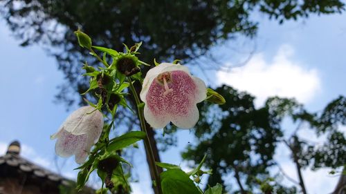 Low angle view of flowering plant against sky