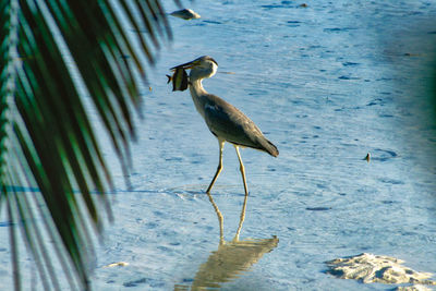 Bird on a lake