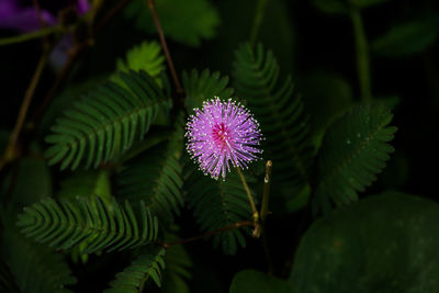 Close-up of purple flower
