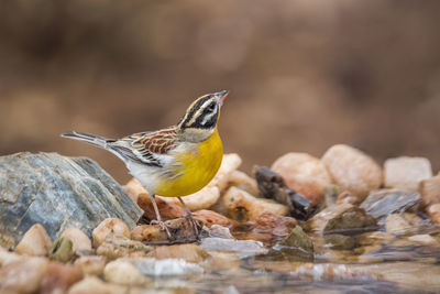 Close-up of bird perching on rock