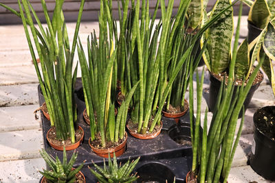 High angle view of succulent plants