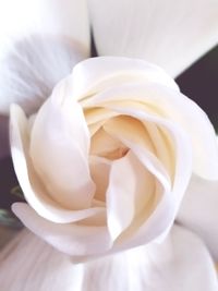 Close-up of white rose flower