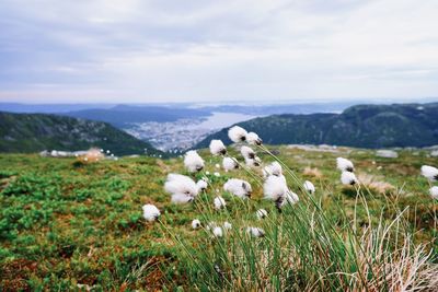 White flowers on field against sky by vidden hiking trail