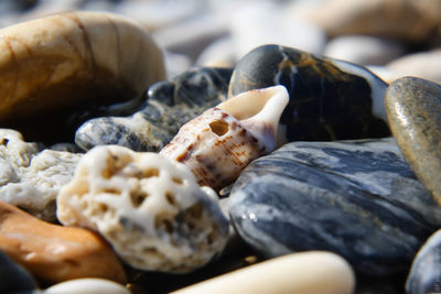 Close-up of seashells on pebbles