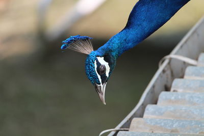 Close-up of blue bird