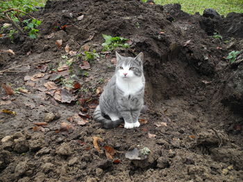 Portrait of cat sitting outdoors