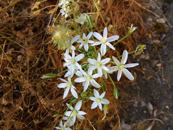 High angle view of flowers blooming outdoors