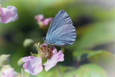 Close-up of butterfly pollinating flowers