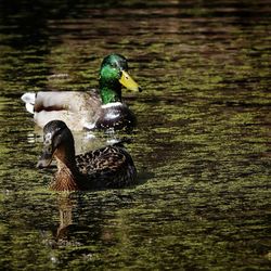 Duck swimming in a lake