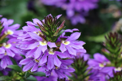 Close-up of purple flowering plant