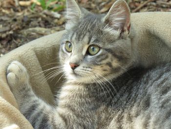 Close-up portrait of a cat