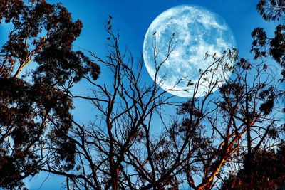 Low angle view of bare trees against blue sky