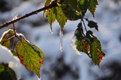 Close-up of plant growing on tree during winter