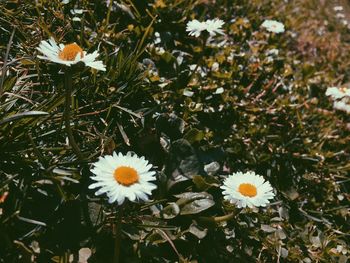 Close-up of white daisy flowers on field