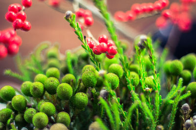 Close-up of fresh flowers