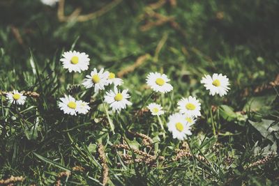 Close-up of white daisy flowers on field