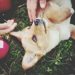 Cropped image of people pampering dog relaxing on grassy field