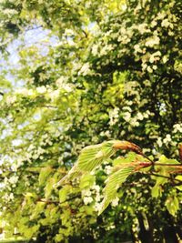 Close-up of fresh green plant with tree