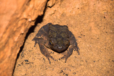 Toad on the rock