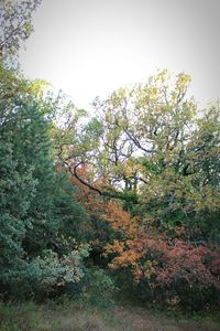 Low angle view of tree against sky