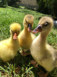 Close-up of ducklings in nest