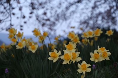 Close-up of yellow flowering plants on field