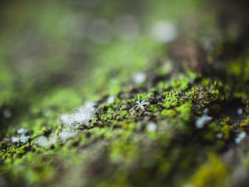 Surface level of moss