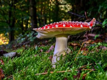 Close-up of fly agaric mushroom on field