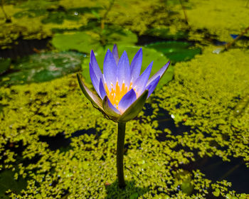 Close-up of purple lotus water lily in lake