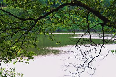 Scenic view of lake in forest