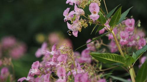 Close-up of bee on flowers