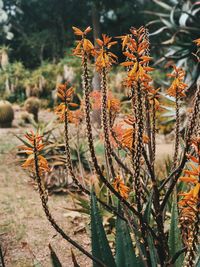 Close-up of fresh plants