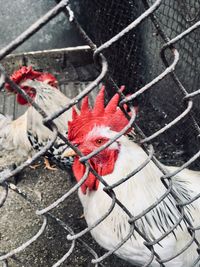 Close-up of rooster on fence