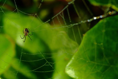 Close-up of spider on web