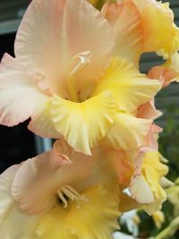 Close-up of yellow rose flower