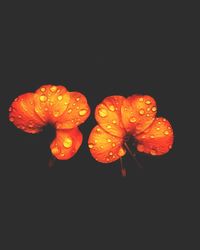 Close-up of orange flowers against black background