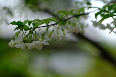 Close-up of white flowering plant leaves